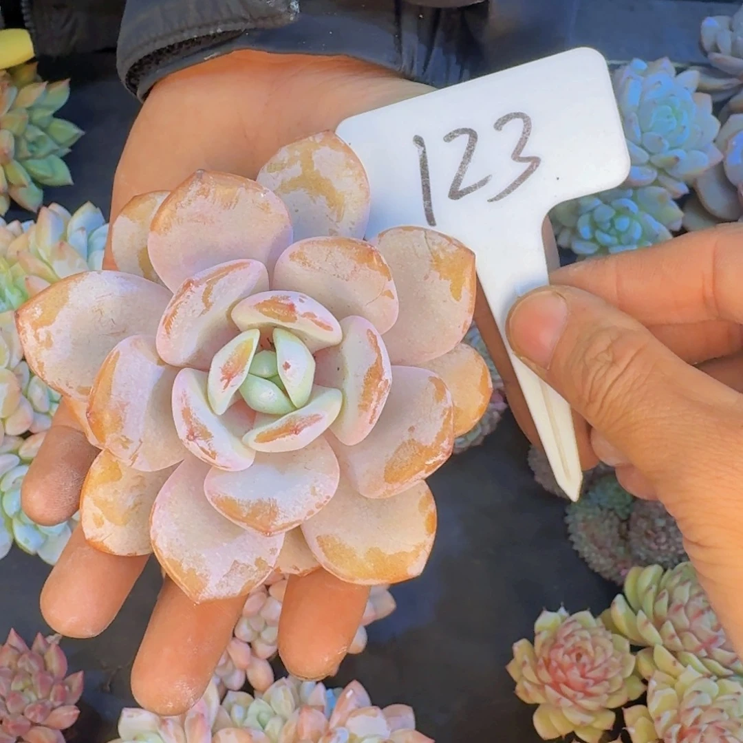 多肉植物的生长发育和