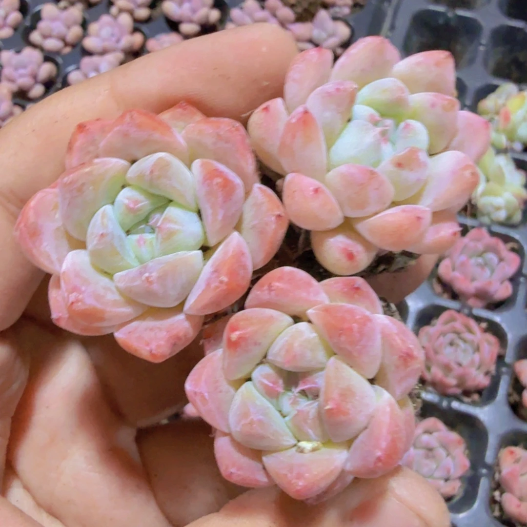 韩版阿尔巴六颗一组
