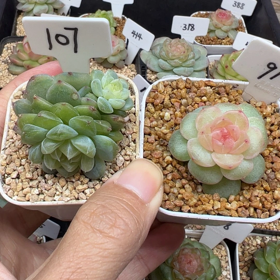 d***t107号泼天，910号仙音