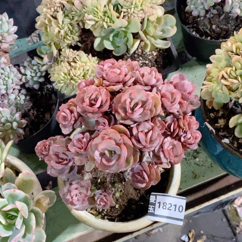 【闪购商品】蓝*多肉秀妍18210