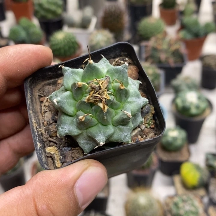 实生赤花娇丽特价福利