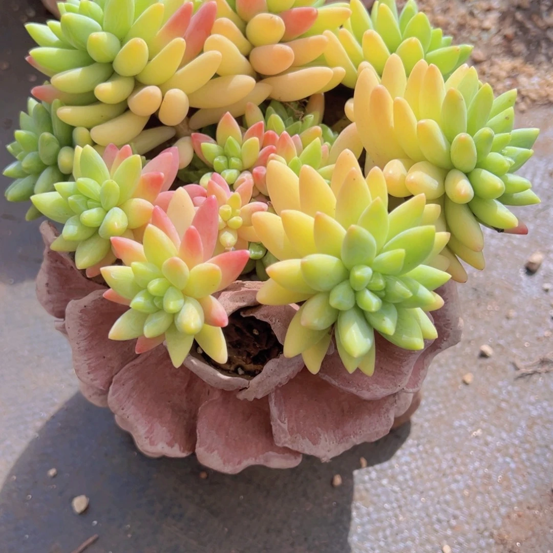 一物一拍多肉植物