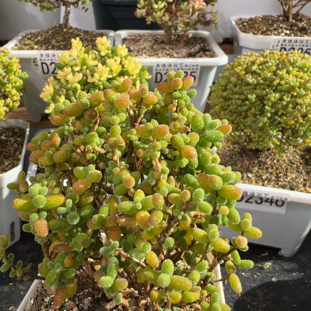 波***D2367金桔一物一拍