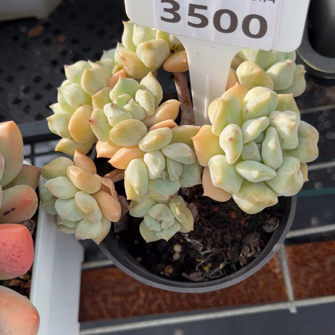 华***瑟多肉植物3500…………