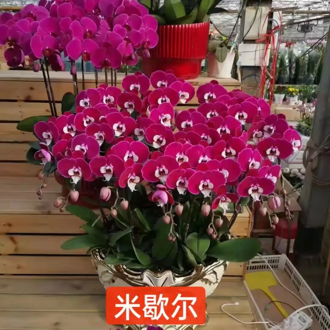 蝴蝶兰米歇尔花剑苗