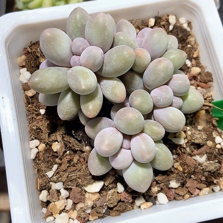 多肉植物粉色恋人1659