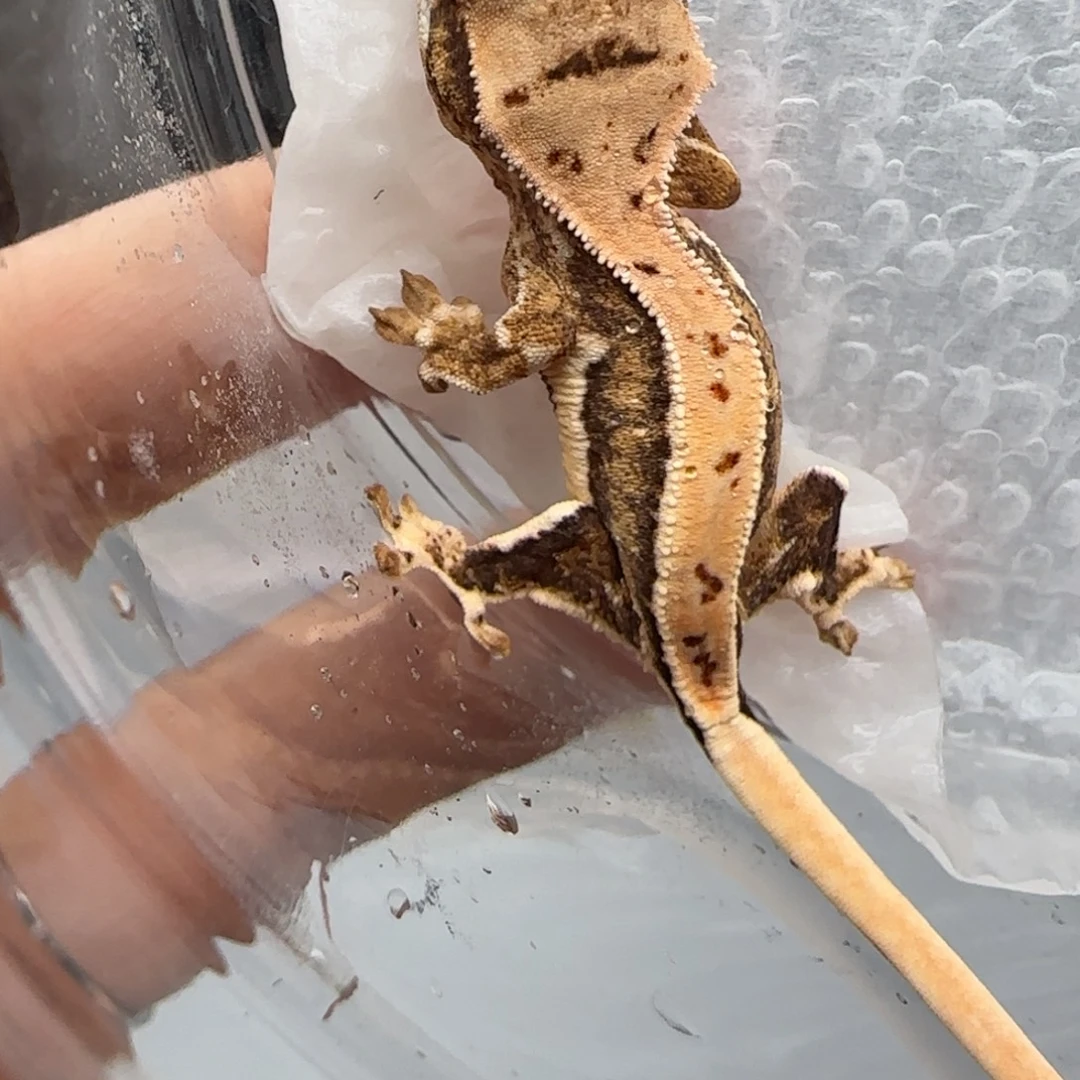 睫角守宫3号宝宝宝宝宝宝宝宝宝