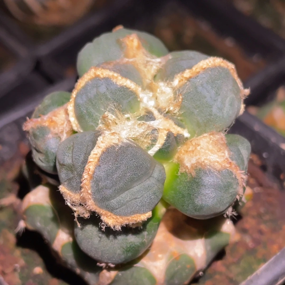 全部花朵蛋犹 仙人球开花 牡丹