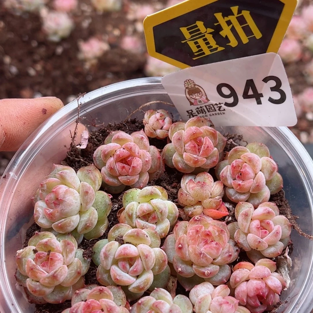 多肉植物多肉植物