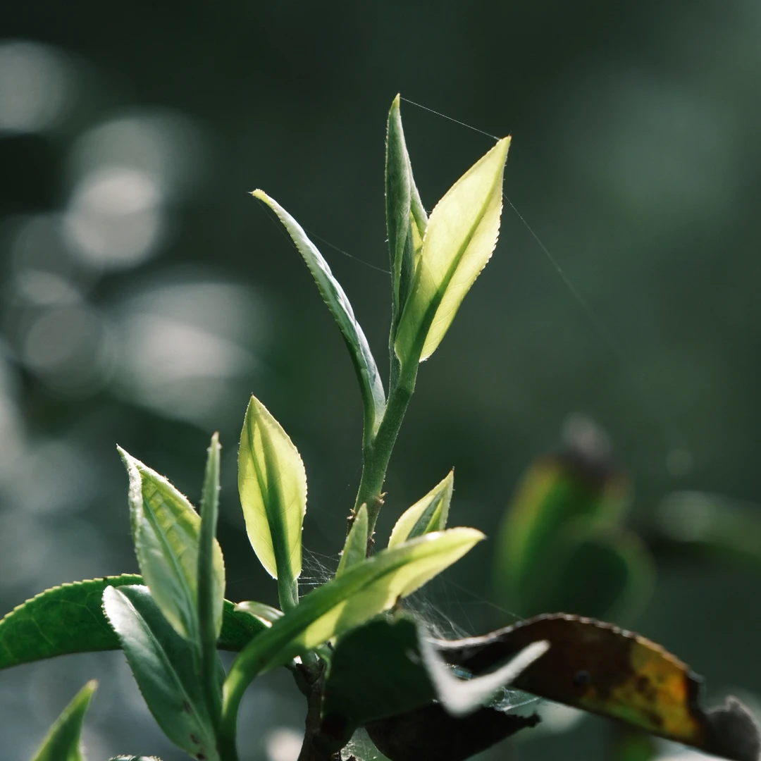 2025桐木关 小赤甘红茶 留枝红茶 正山小种红茶 50g罐装