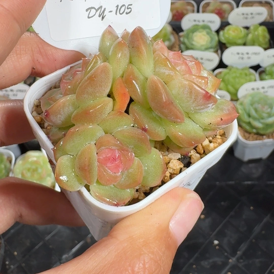 0923-105-粉娇三头
