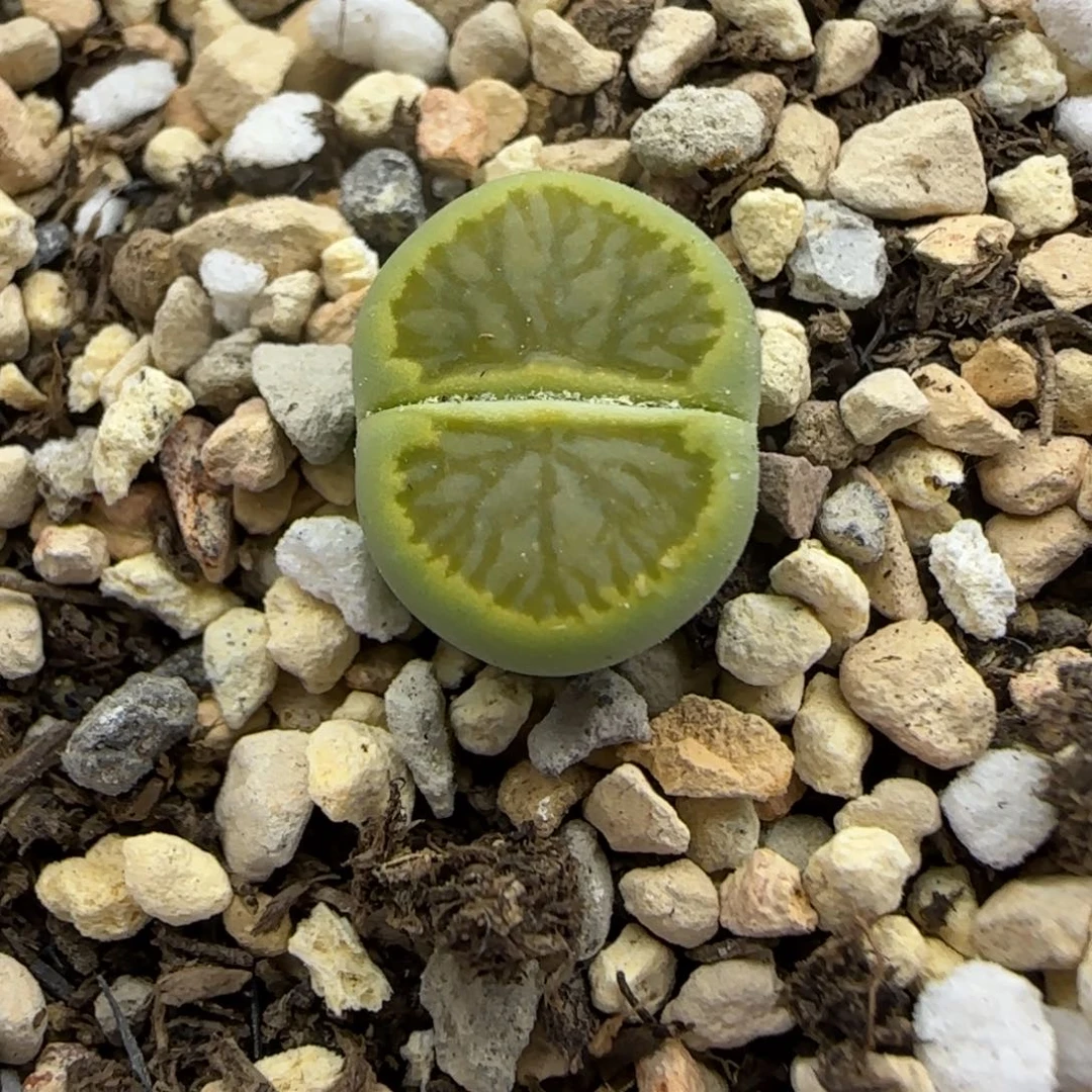 451 生石花大棚直播