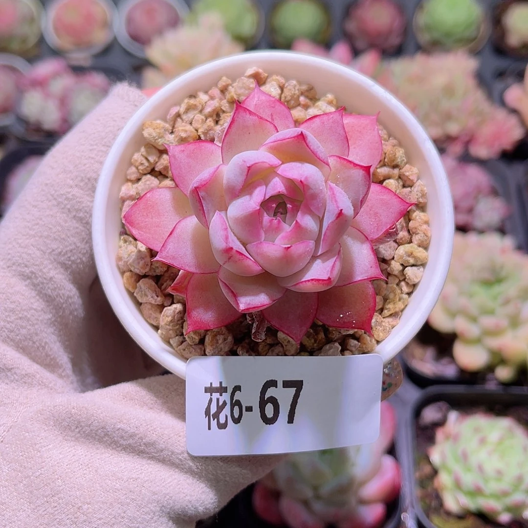 花利美6-67女王玫瑰