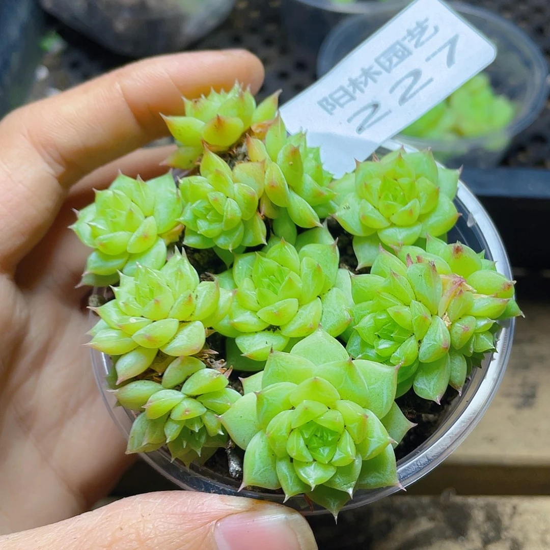 多肉植物多肉植物227