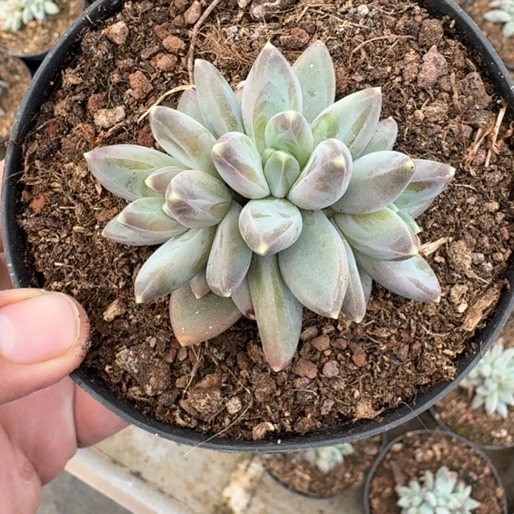 雪戴利 叶插  一物一拍