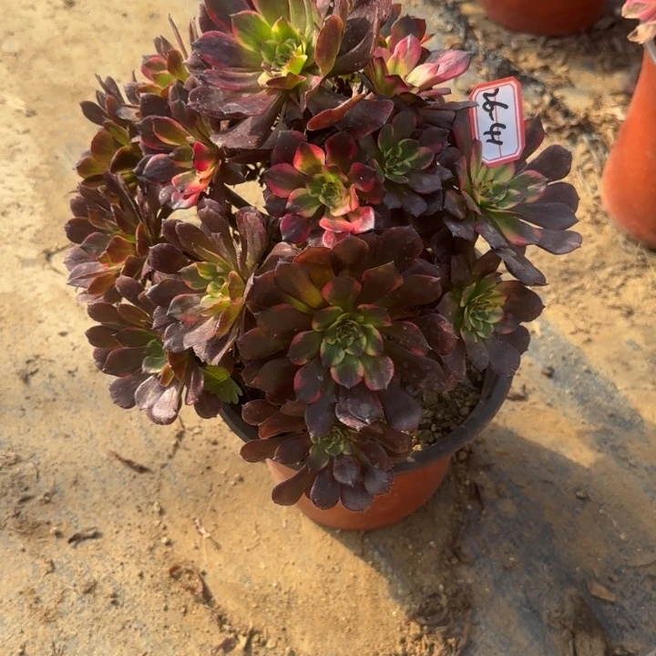 26-41烟花妖装处理不包售后