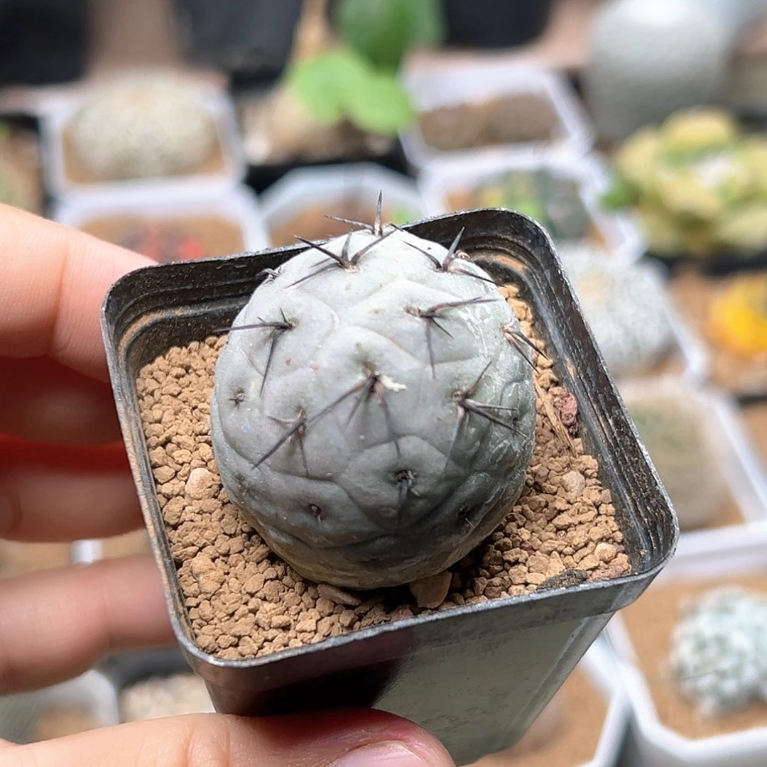 无花朵黑刺习之野自根3.5CM