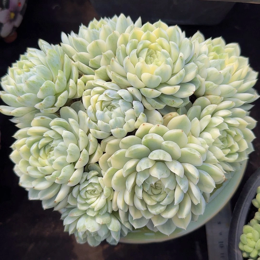 月影多肉一物一拍