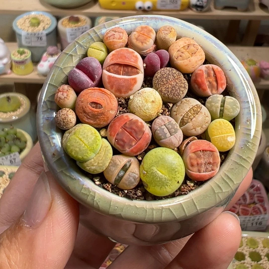 多肉植物139号一盆彩色