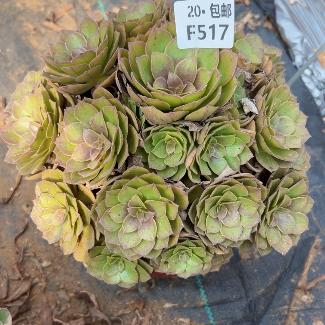 517红魔，多肉法师