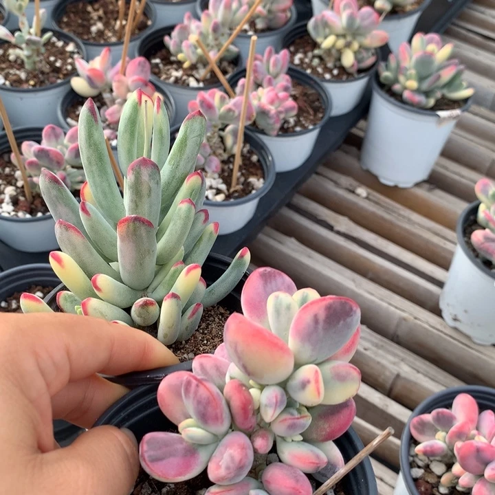 无花朵乒乓福娘锦一组0377