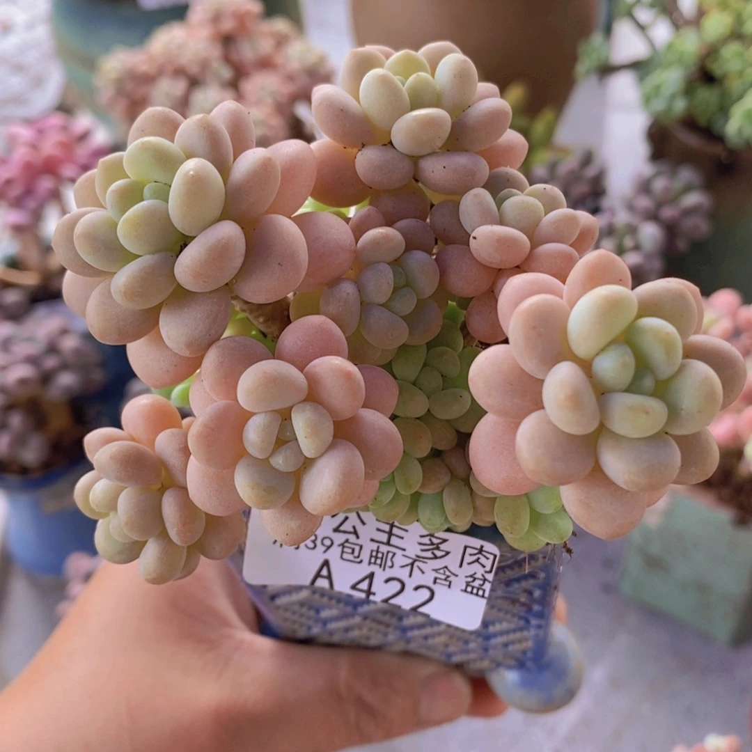 洛可可9cm422多肉植物