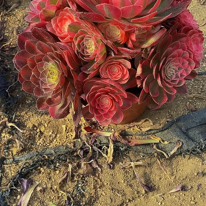 多肉荔枝370多肉