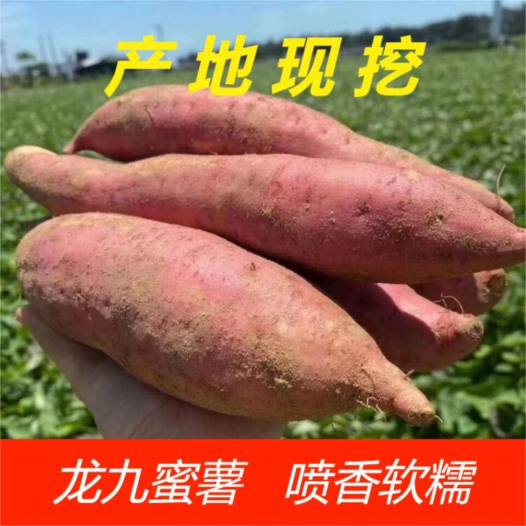 黄心蜜薯正宗沙地农家自种红薯龙薯九号新鲜现挖软糯3斤5斤9斤