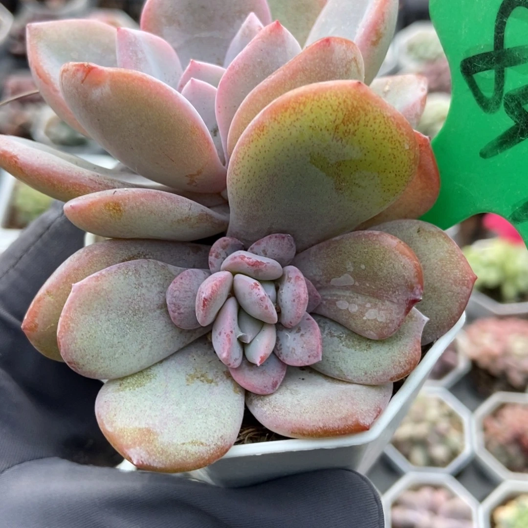 844奶茶多肉植物了