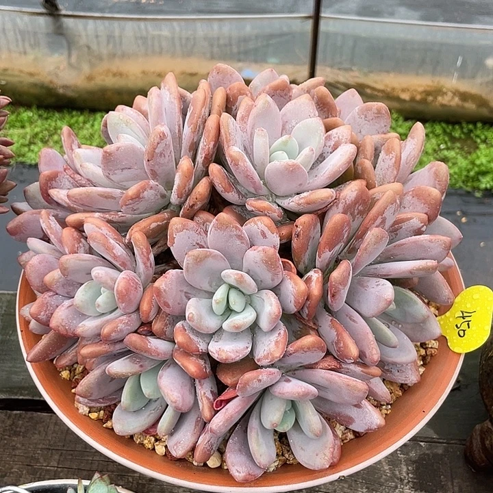 粉兔多肉植物群生