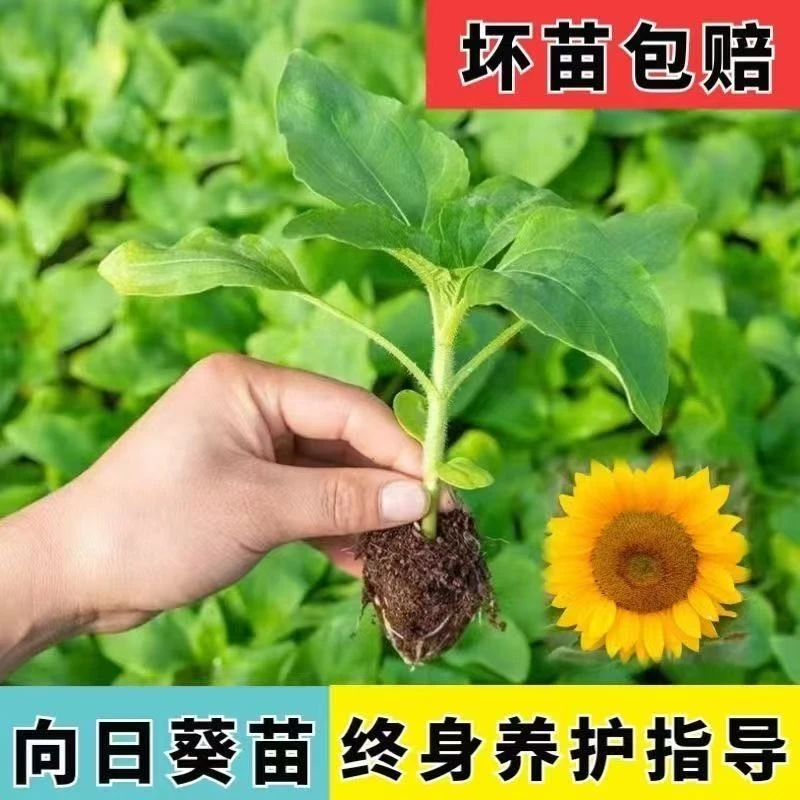 可食用向日葵苗盆栽四季花卉阳台庭院种植多头油葵观赏观花种子