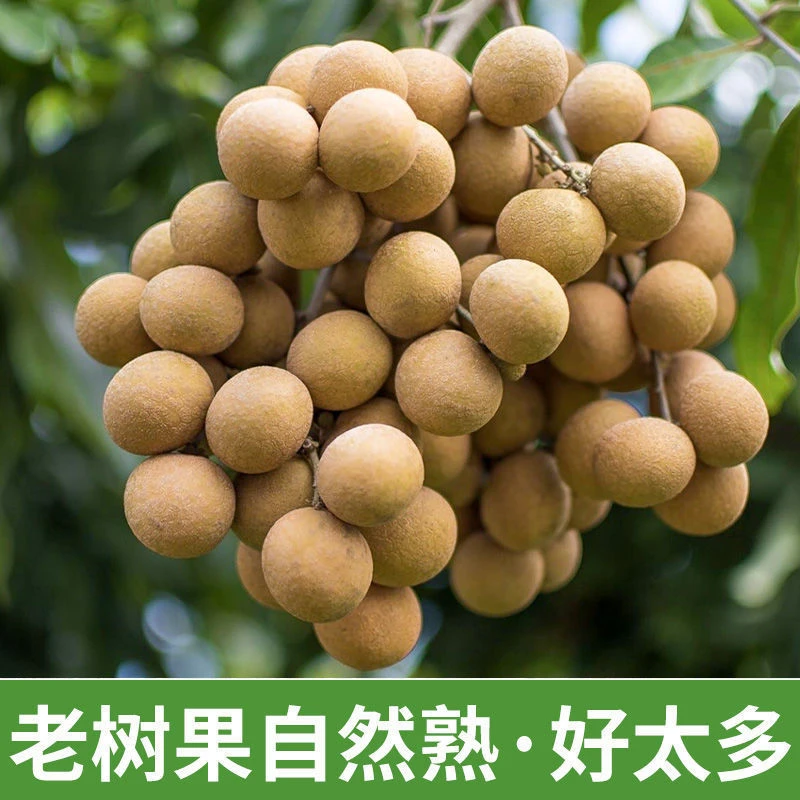 【福建龙眼】正宗新鲜龙眼大果刚从树上现摘！现发新鲜多汁5.5斤包邮