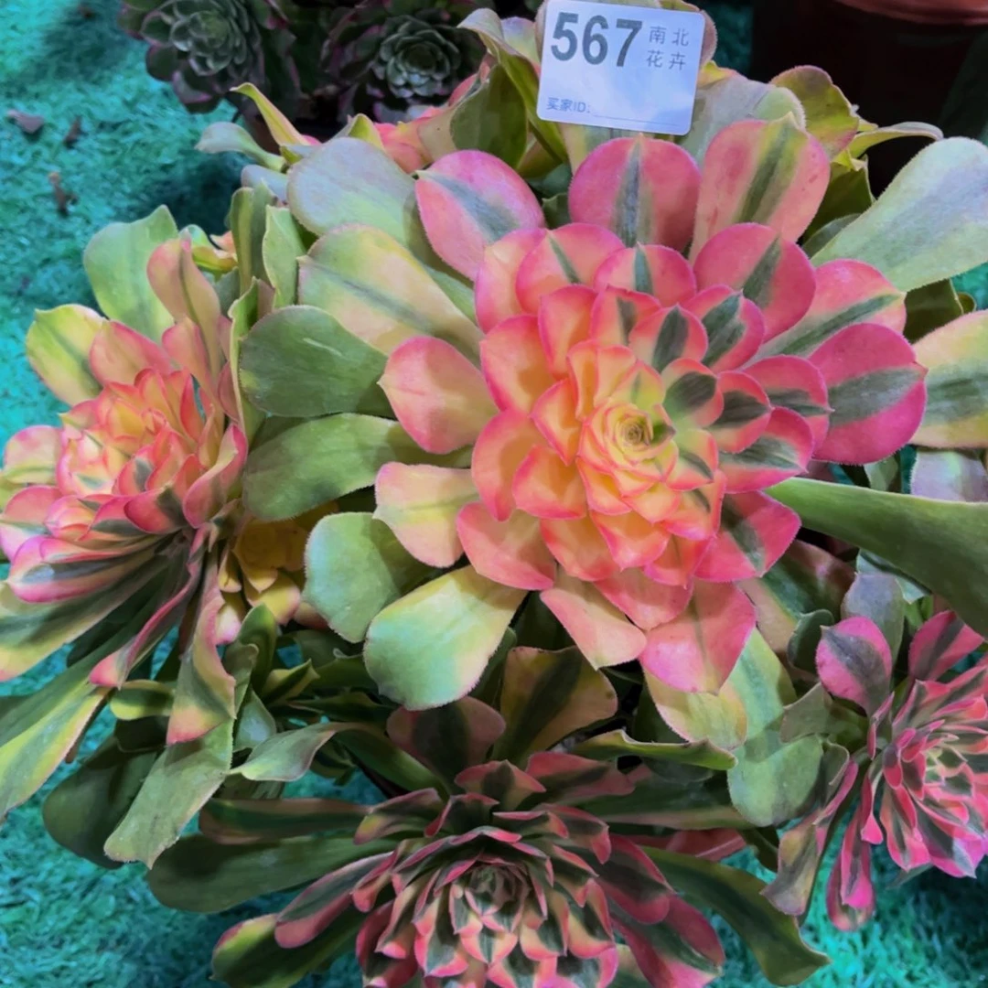 多肉雅典娜000000567