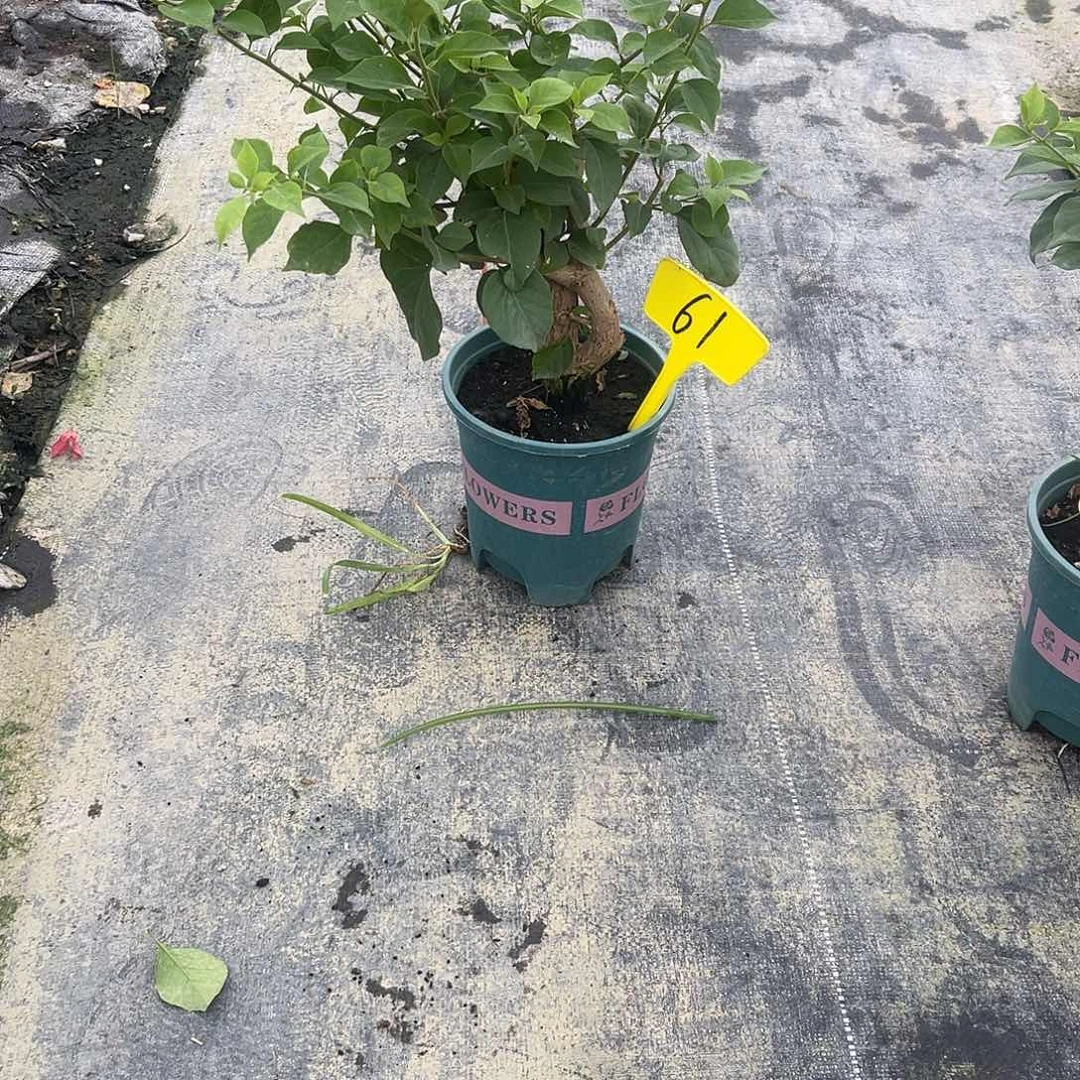 垚***当前无花栽培后可以开花61佩得罗桩粗3公分