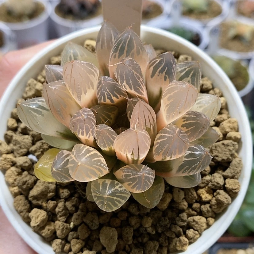 【闪购商品】47糊斑胭脂