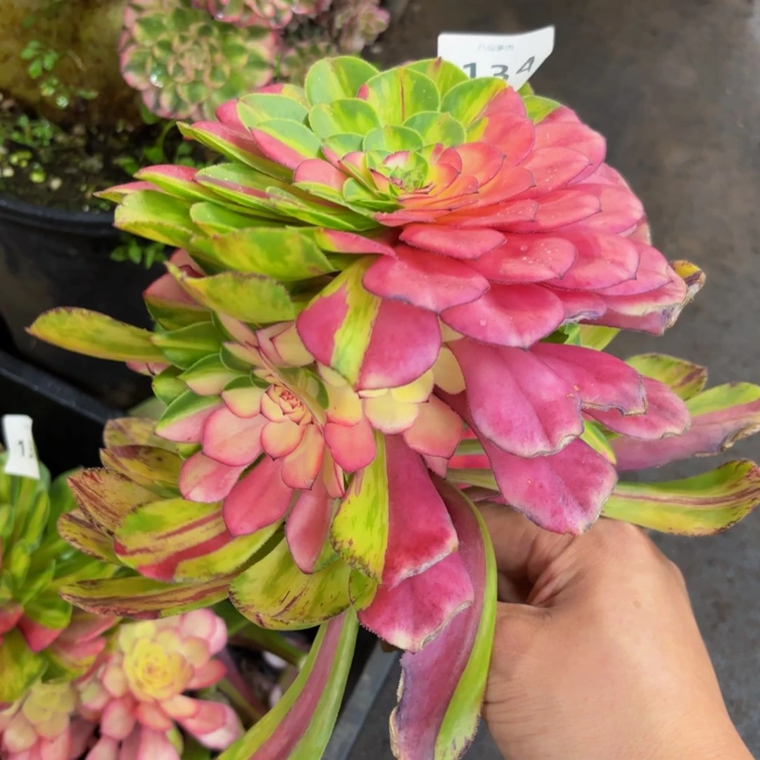 134多肉植物知否无根