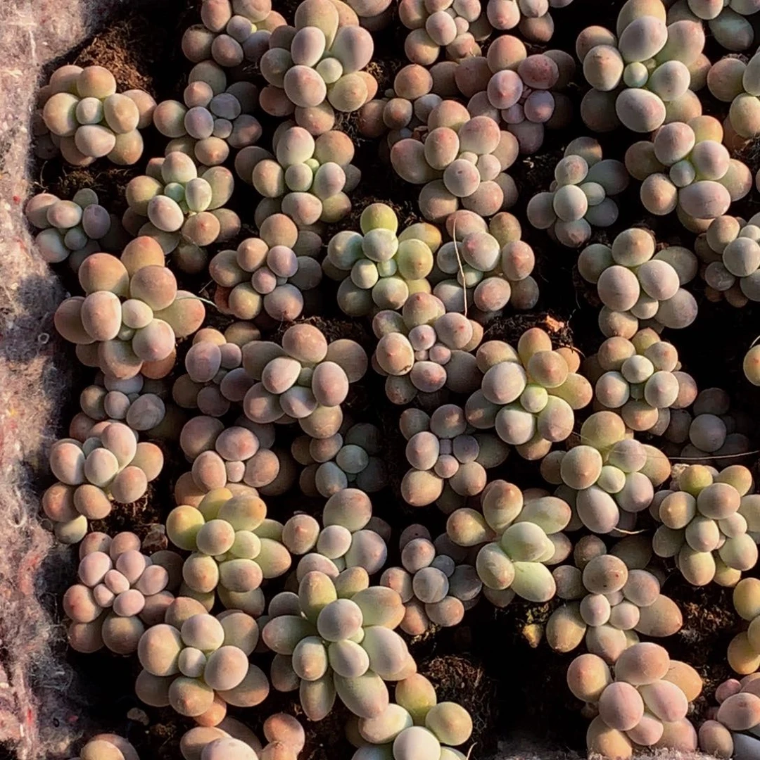 汤圆7颗。包邮。多肉