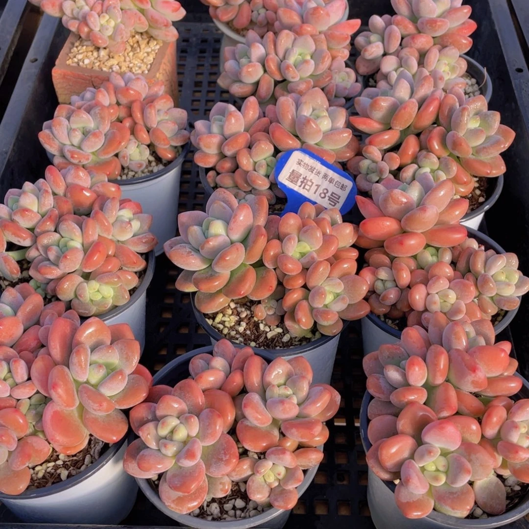 量拍18号 优选红洛神大群生一个