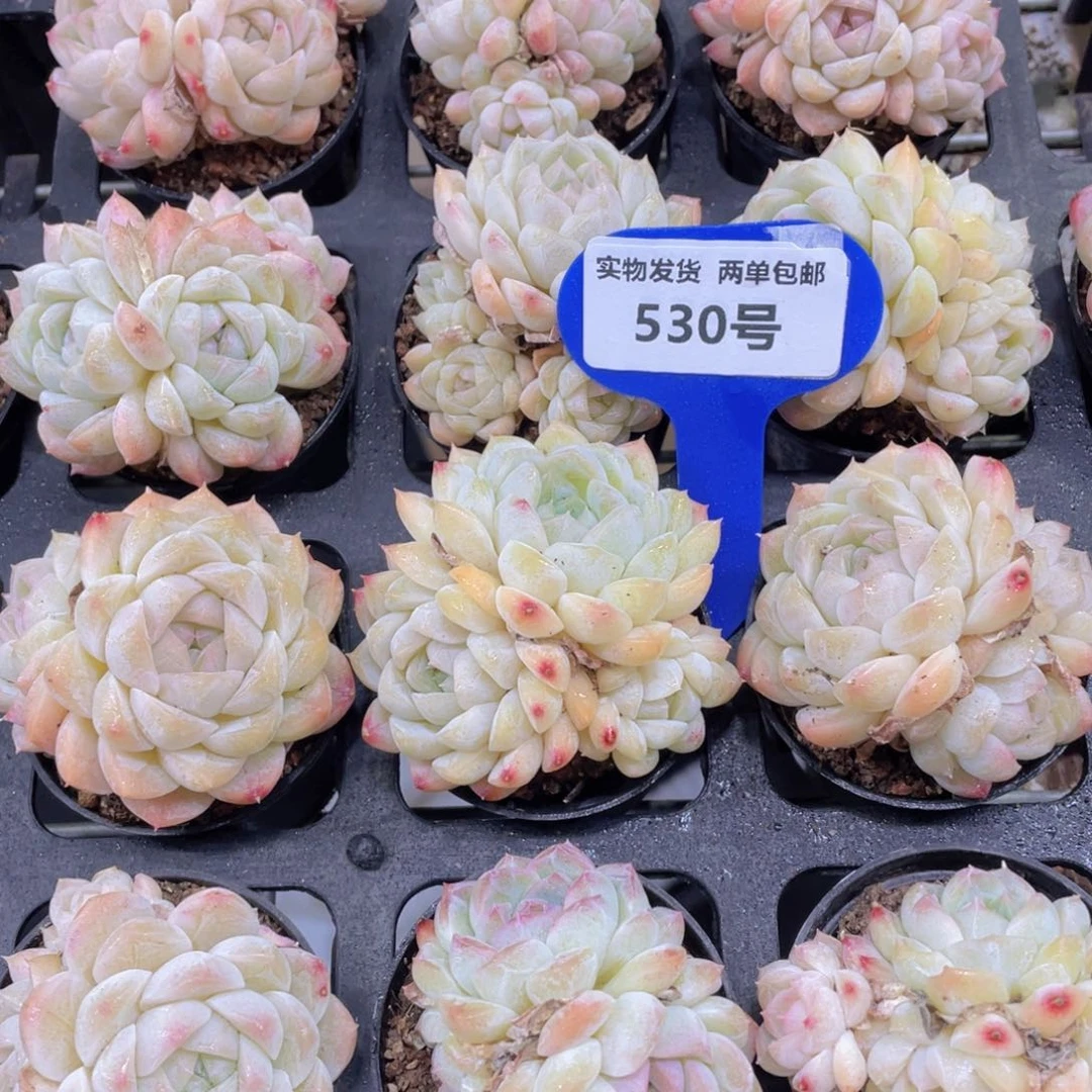 530号奶油果冻白桃汽水多头群一个