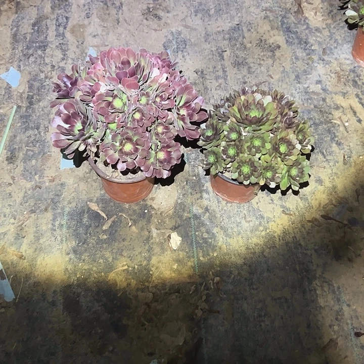 不包侧枝一物一拍97