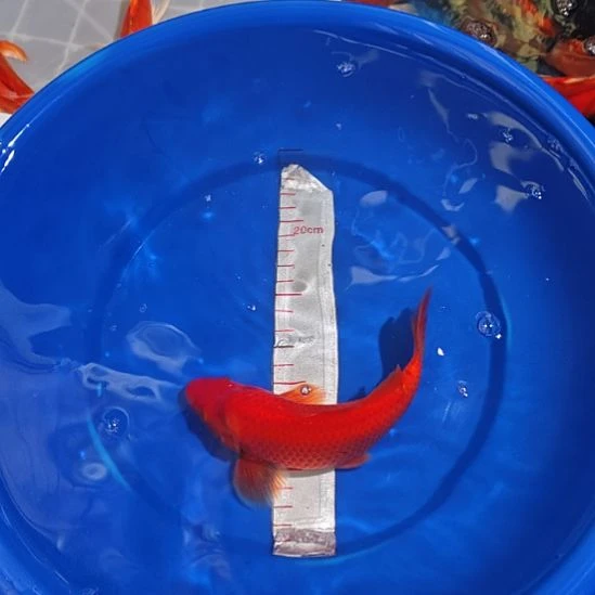 中国大陆冷水观赏鱼蝴蝶鲤