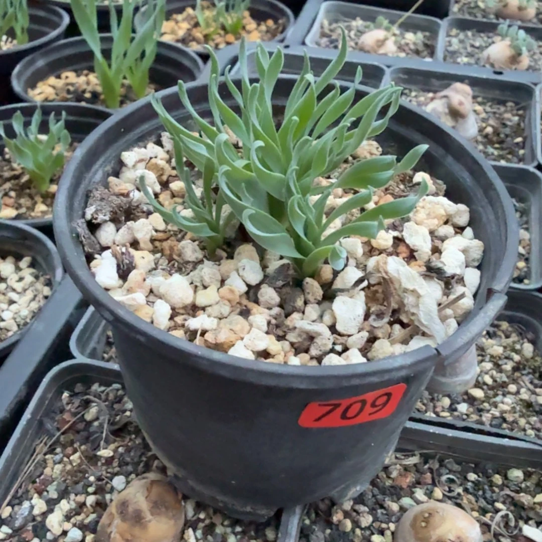 凌***雲贵妃弹簧草709仙人掌