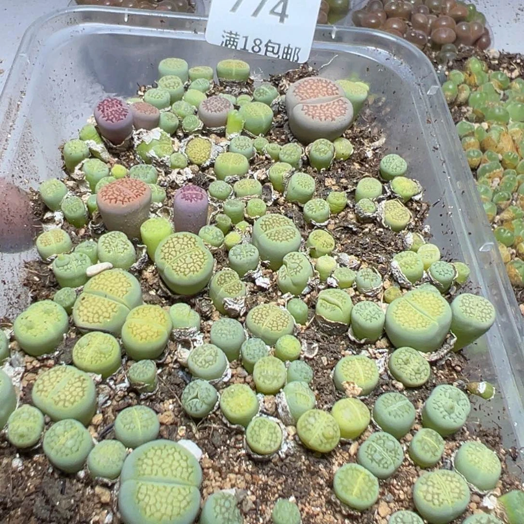 【闪购商品】 774。