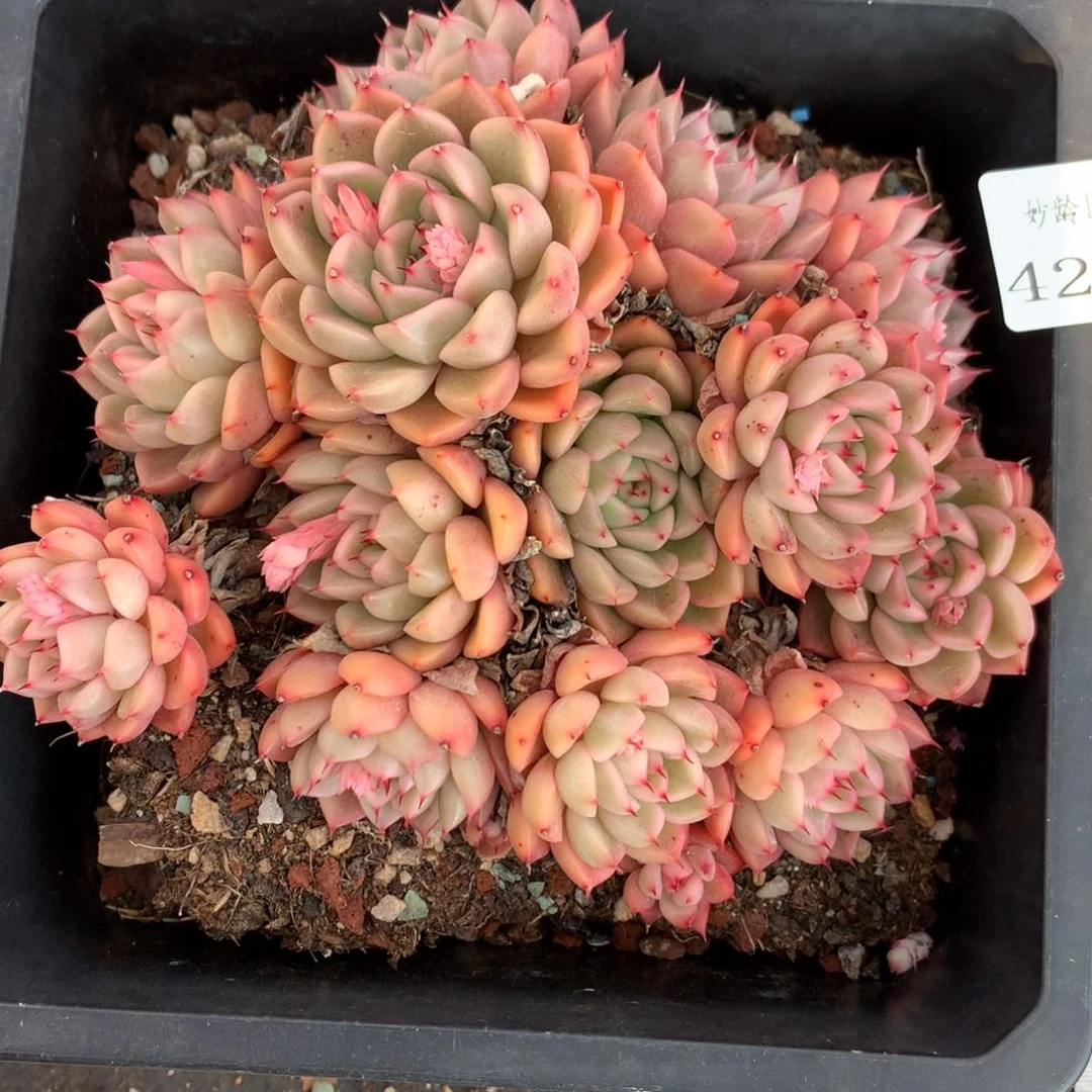 4280杂交多肉植物