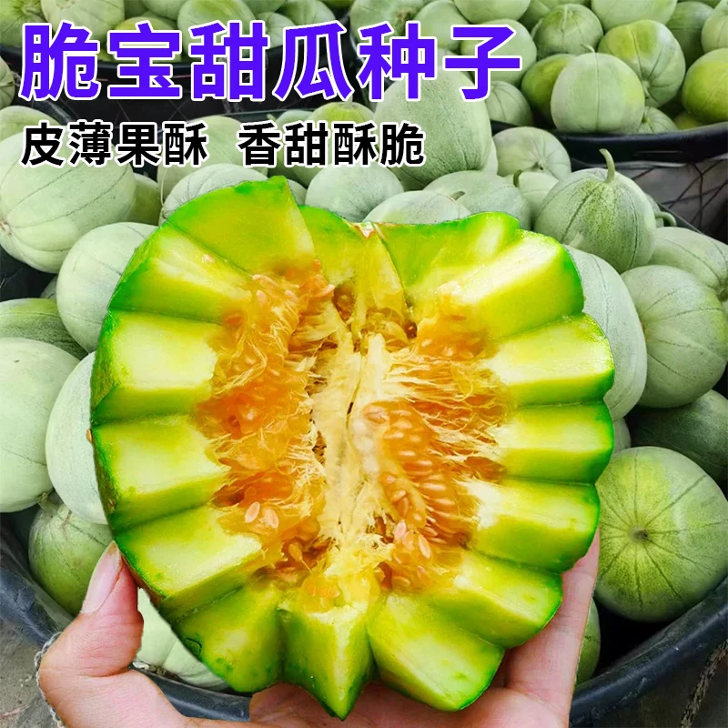 脆宝甜瓜种子早熟高产皮薄绿肉香甜酥脆超甜水果香瓜种籽蔬菜种孑