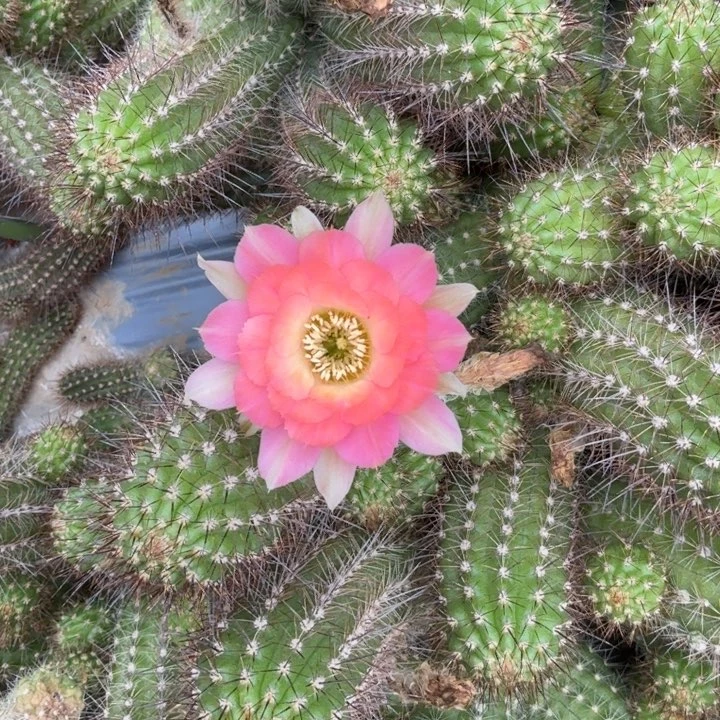 白檀仙人掌886侧芽一个