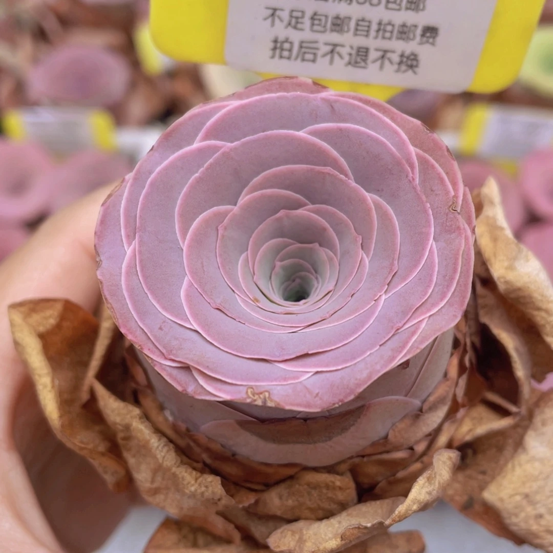 山地玫瑰C355满38包邮裸根发货