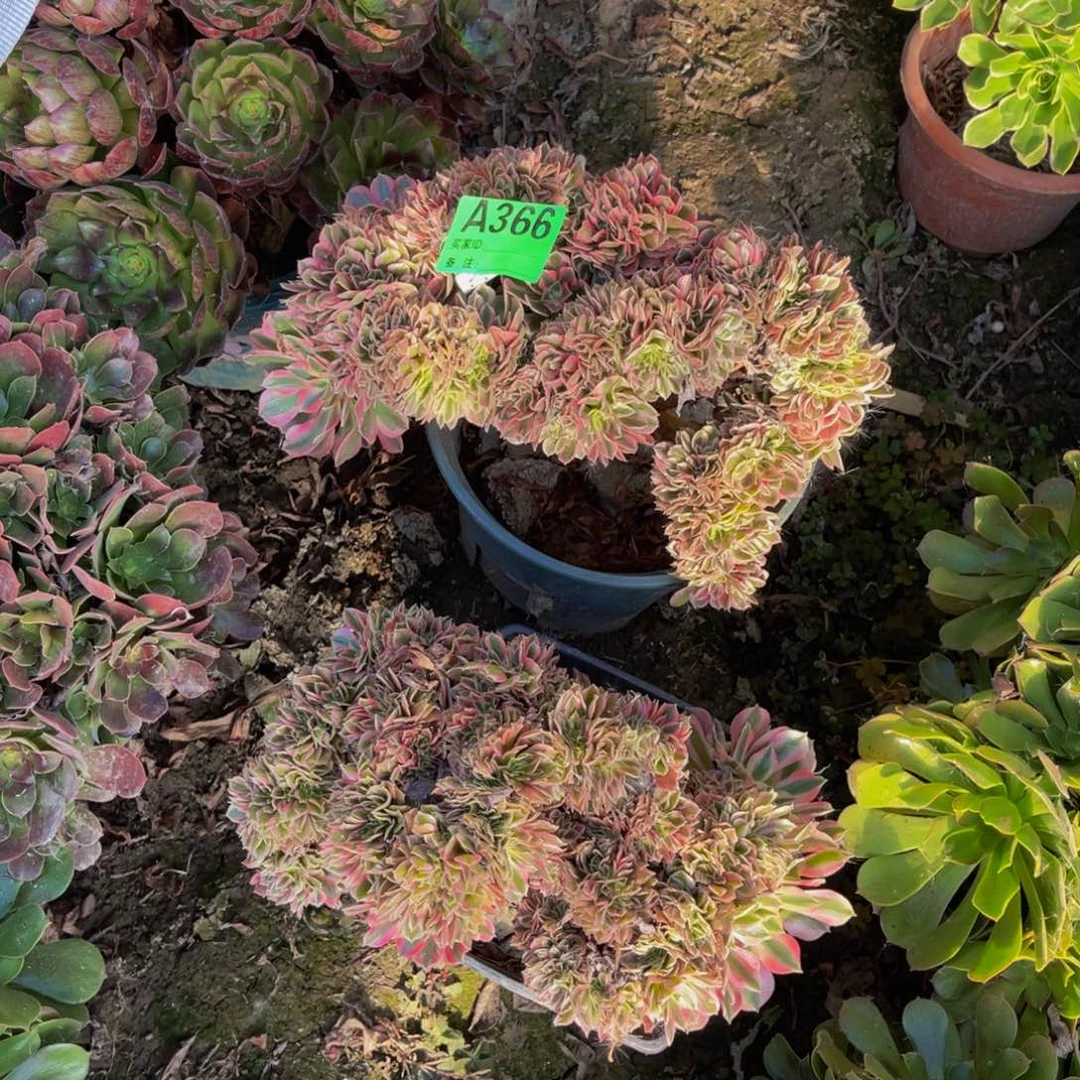 两颗粉女巫缀化5-53