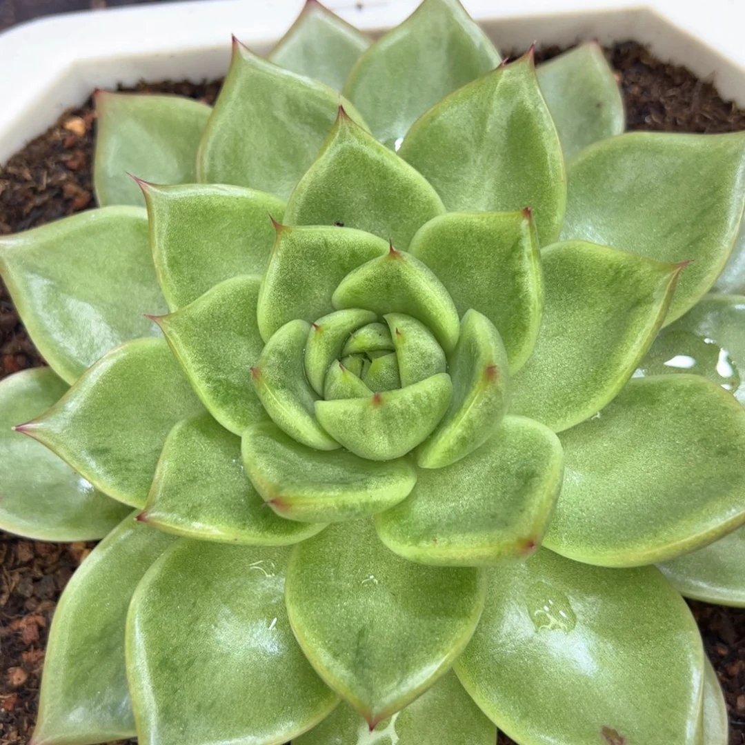 宽叶东云拉丝虎皮，多肉植物