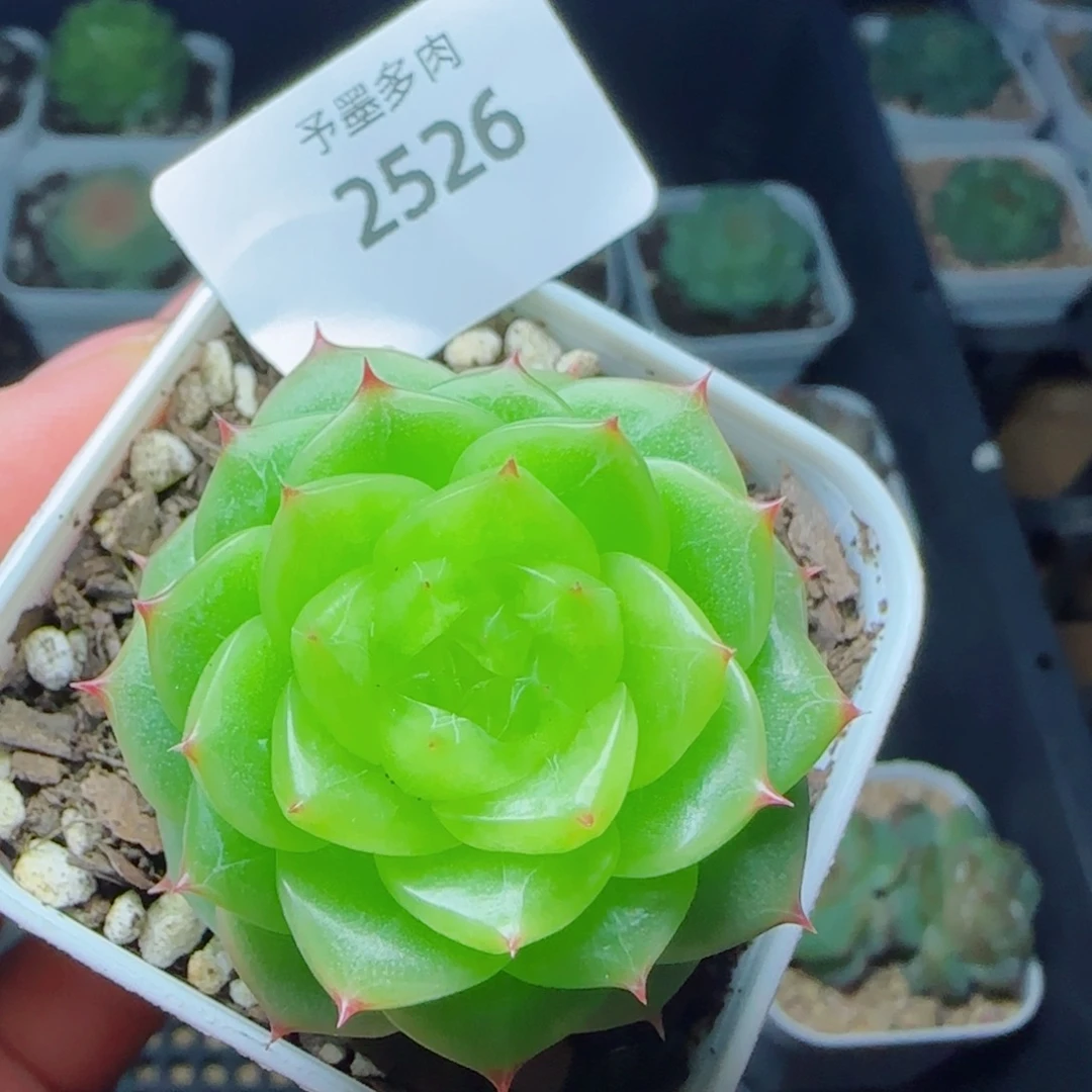 杜若珍妮，2526多肉植物